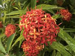 Image of Ixora chinensis Lam.