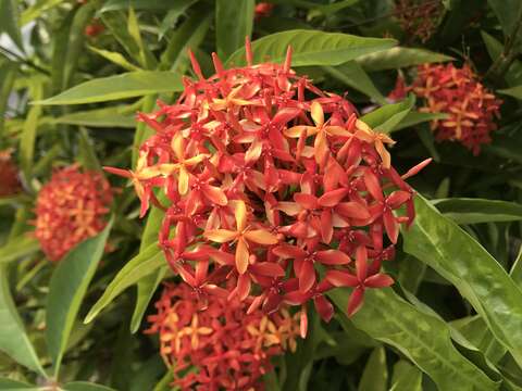 Image of Ixora chinensis Lam.