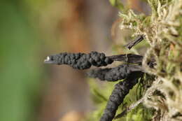 Image of Candle-snuff Fungus