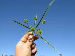 Слика од Cyperus eragrostis Lam.