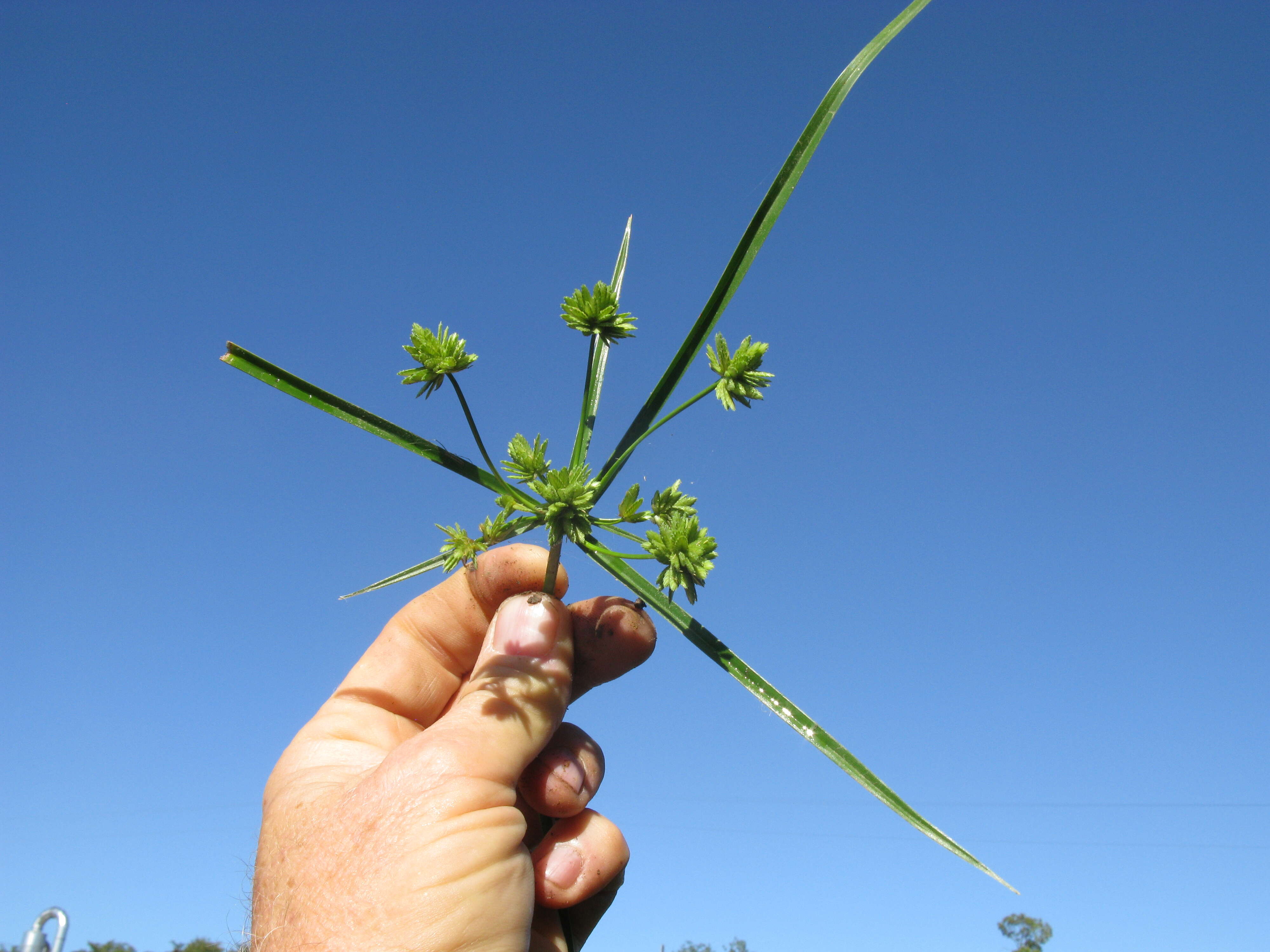 Слика од Cyperus eragrostis Lam.