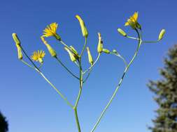 Image of smallflower hawksbeard