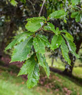 Quercus griffithii Hook. fil. & Thomson ex Miq. resmi