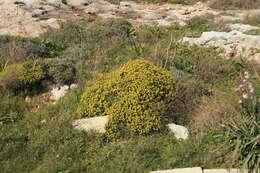 Imagem de Euphorbia melitensis Parl.