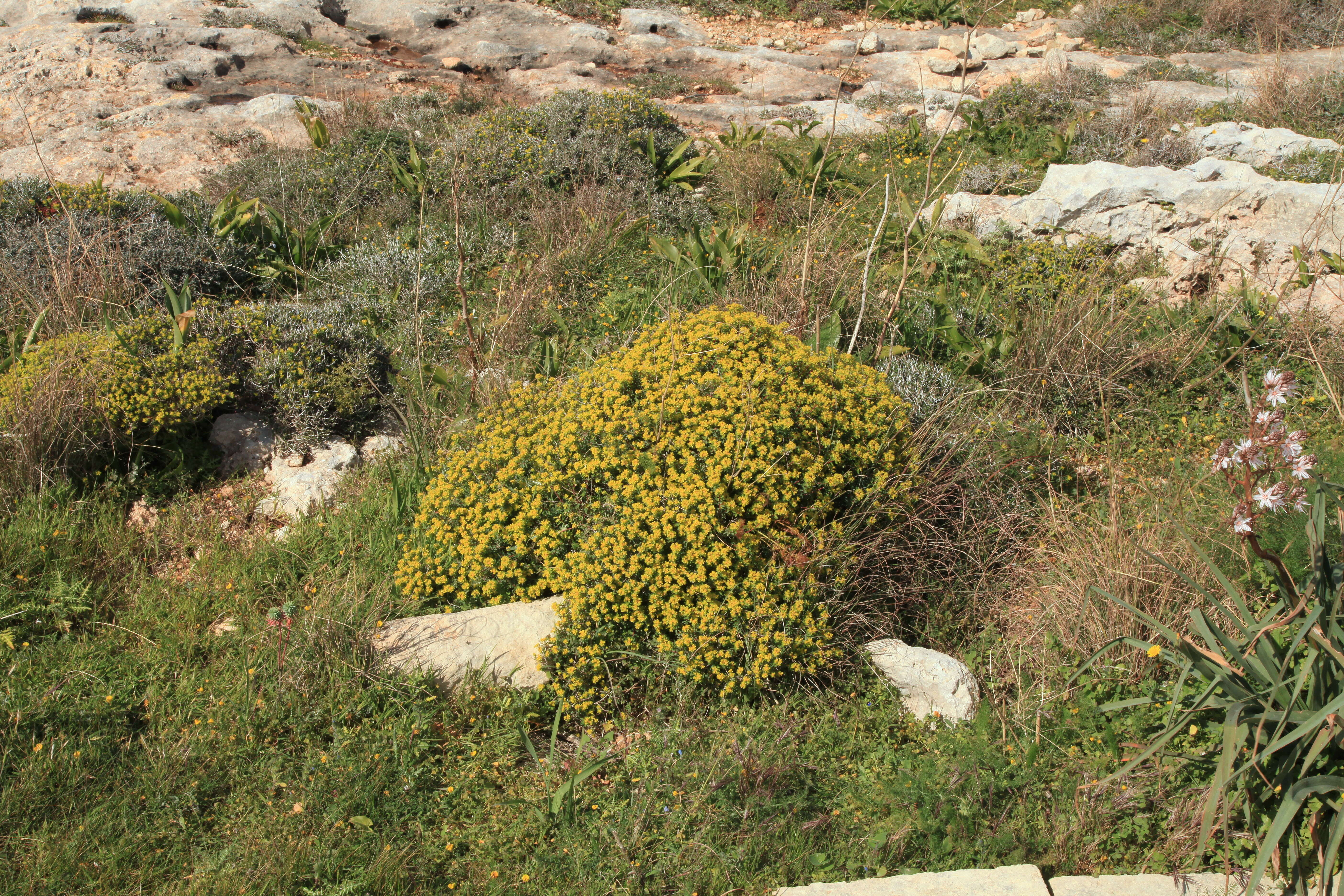 Imagem de Euphorbia melitensis Parl.