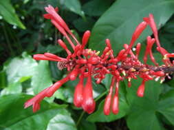 Image of Cardinal's guard flower