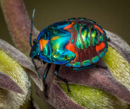 Image of cotton harlequin bug