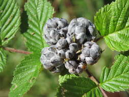 Image of Mysore raspberry