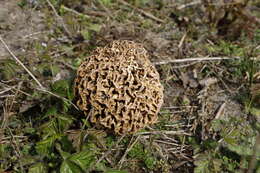 Image of Yellow Morel