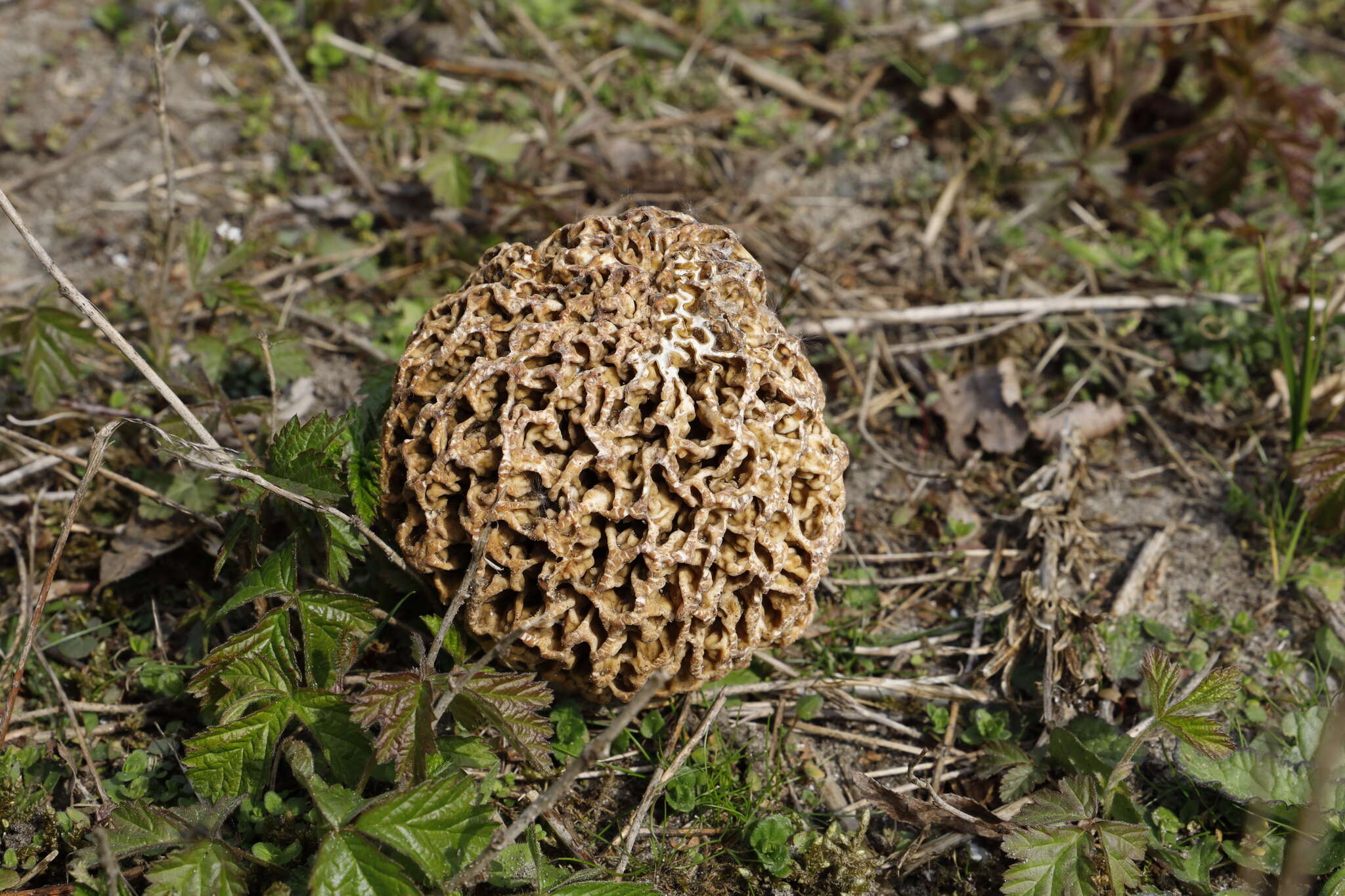 Imagem de Morchella esculenta (L.) Pers. 1801