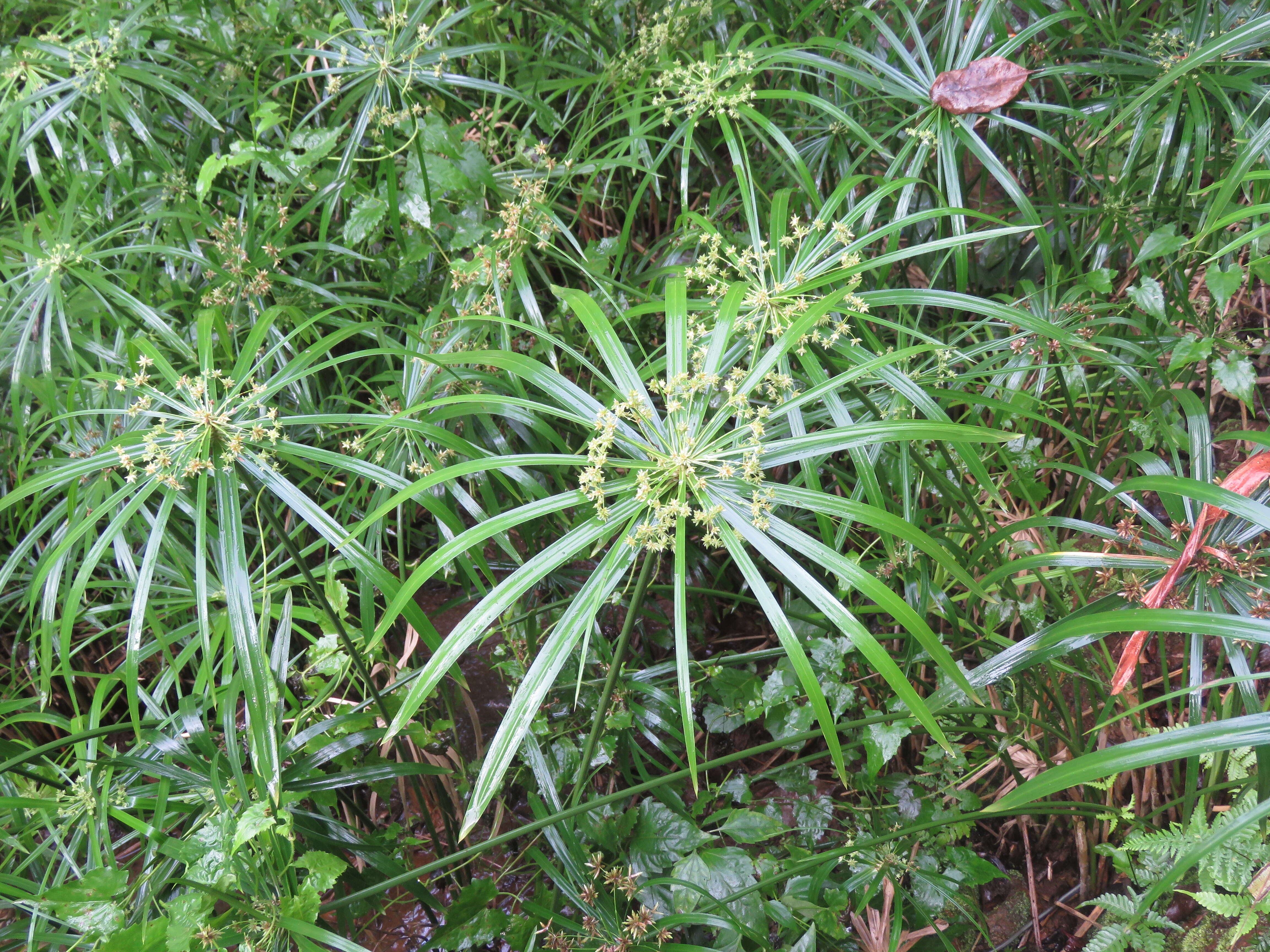 Sivun Cyperus alternifolius L. kuva