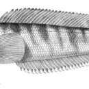 Image of Cod icefish