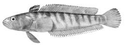 Image of Cod icefish