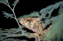 Image of Short-horned Chameleon