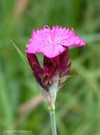 Image of carthusian pink