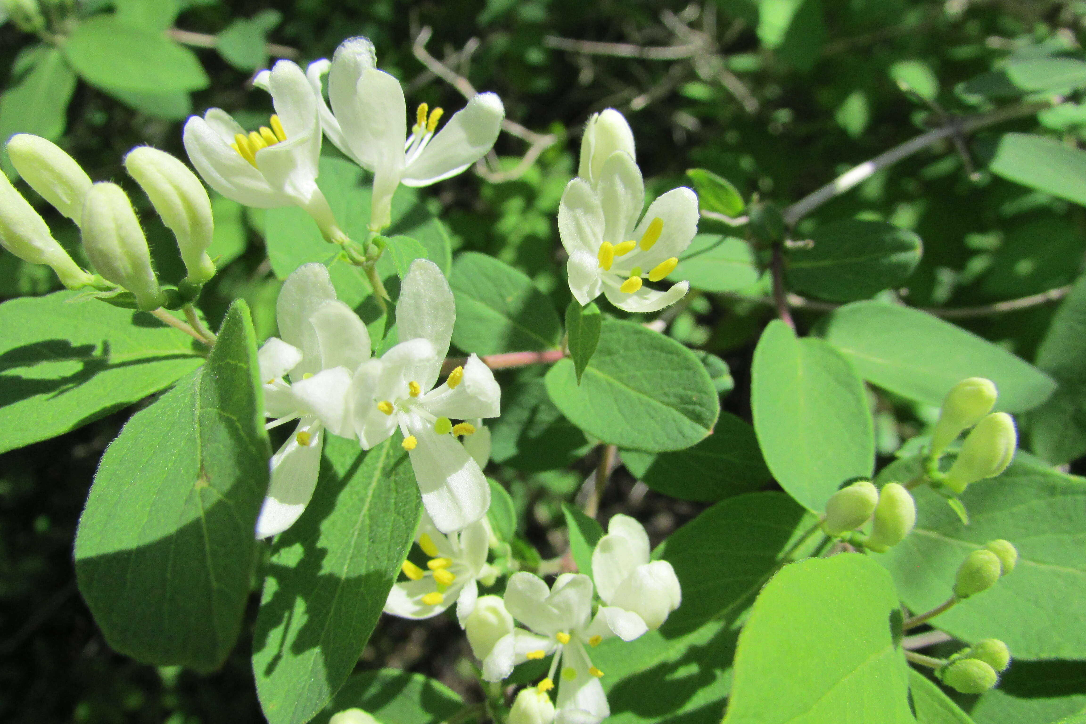 Image de Lonicera bella Zab.