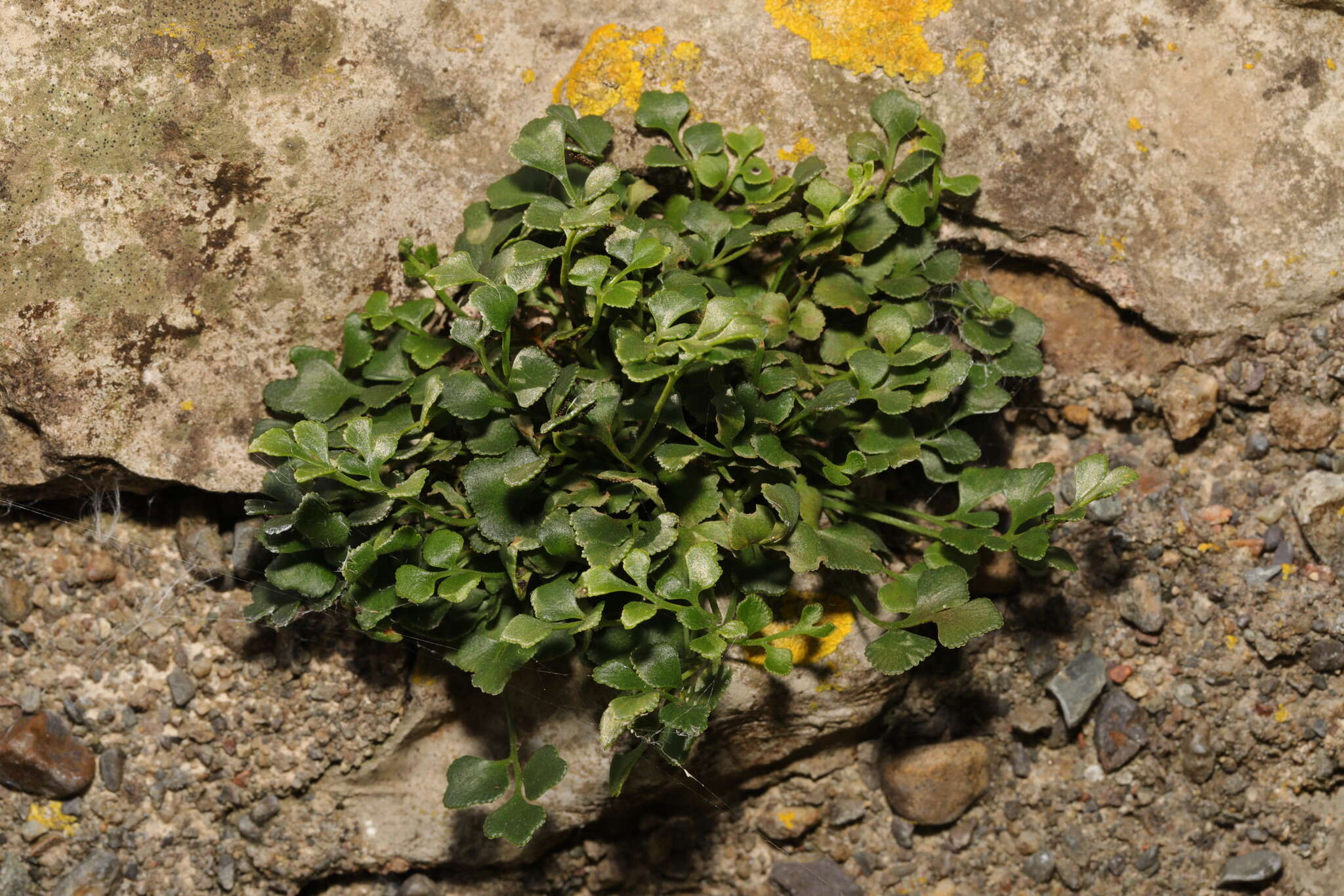 Image of Wall-rue