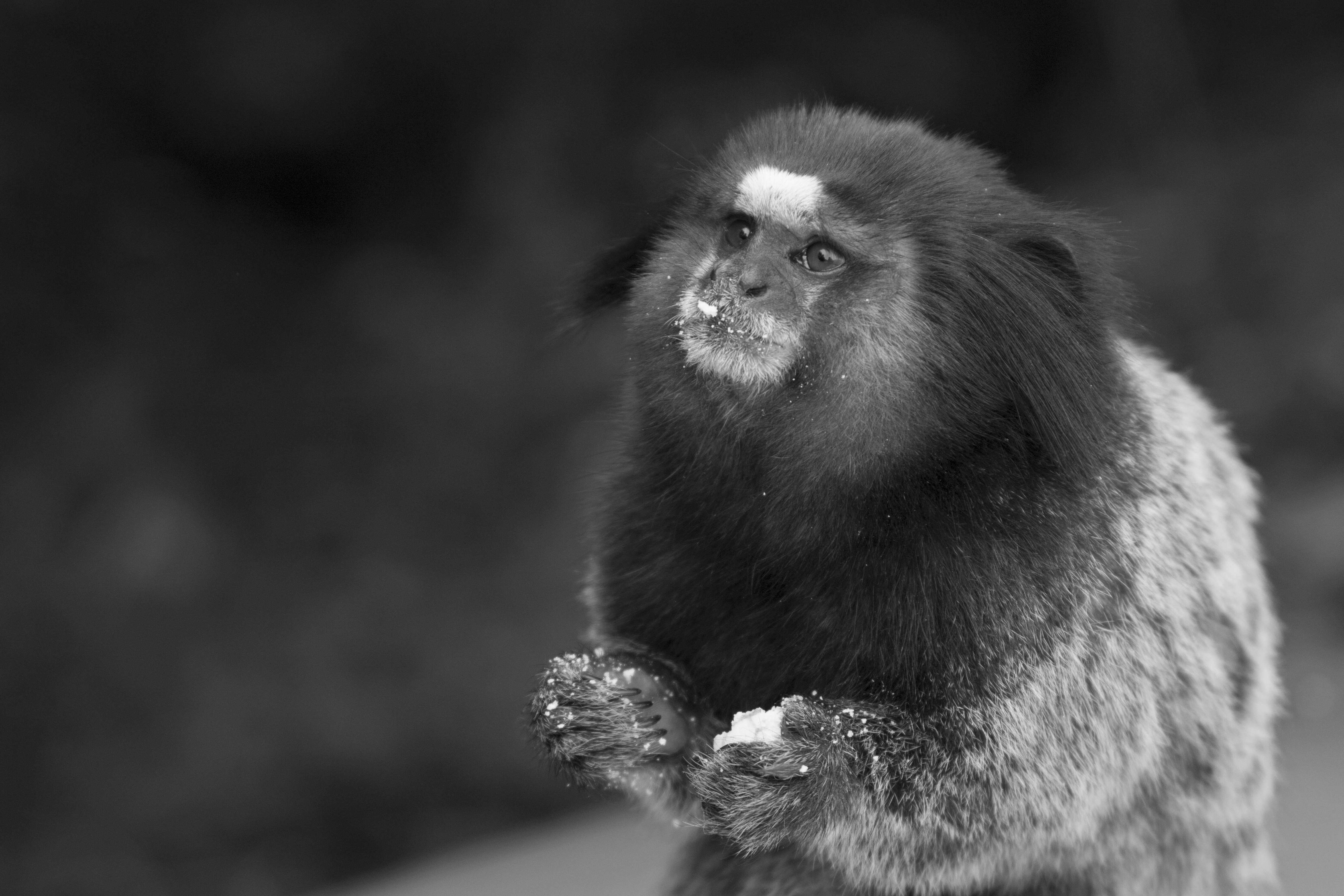 Image de Ouistiti à toupets blancs