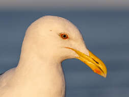 Image of Kelp Gull