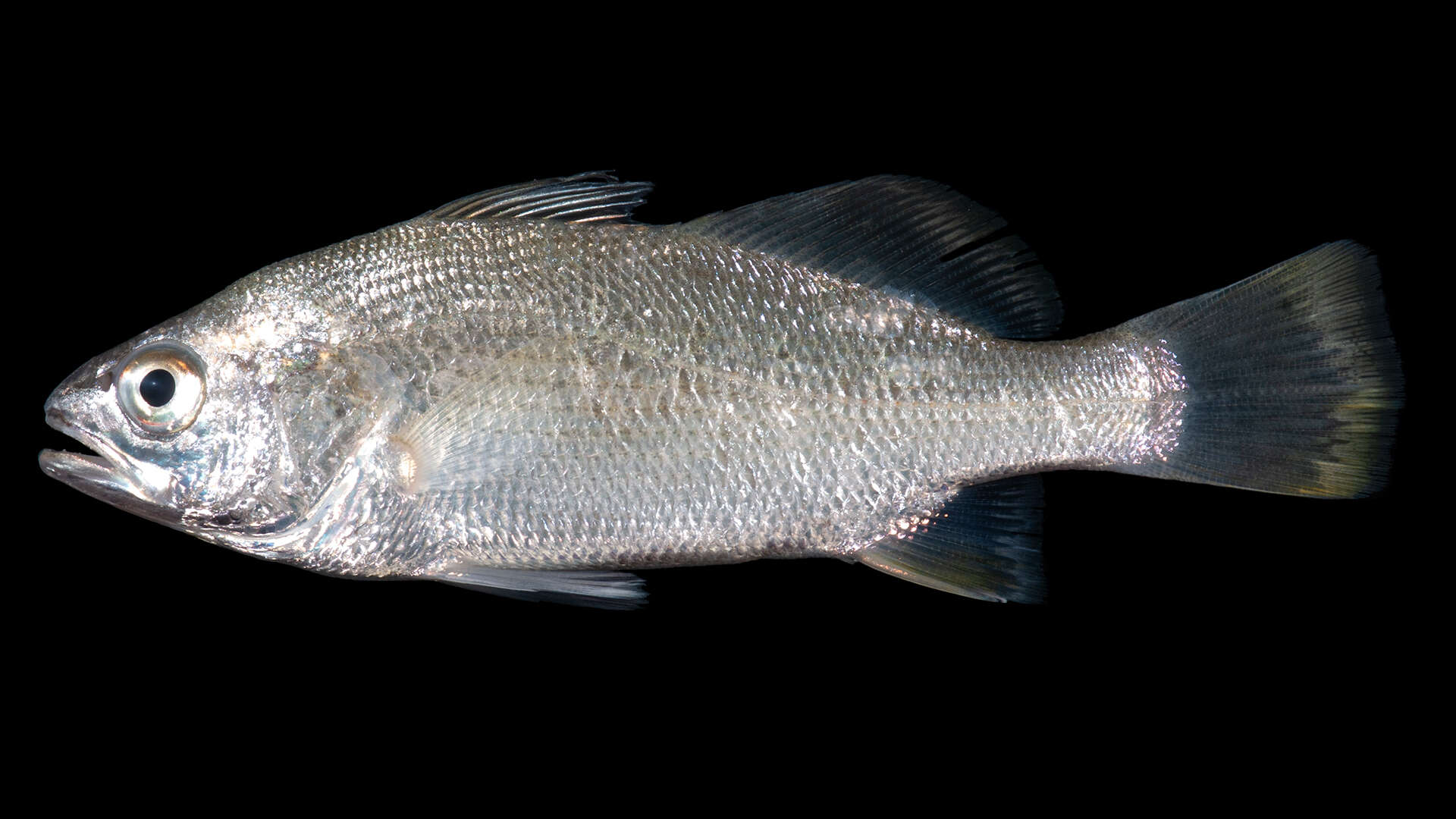 Image of Striped croakers