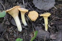 Image of Chanterelle