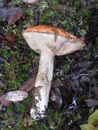 Image of Leccinum manzanitae Thiers 1971