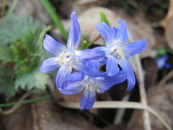 Image de Scilla luciliae (Boiss.) Speta