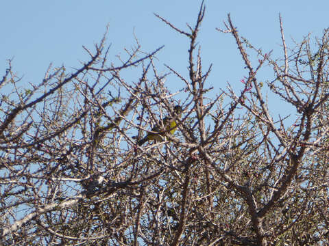 Image of Black-chinned Siskin