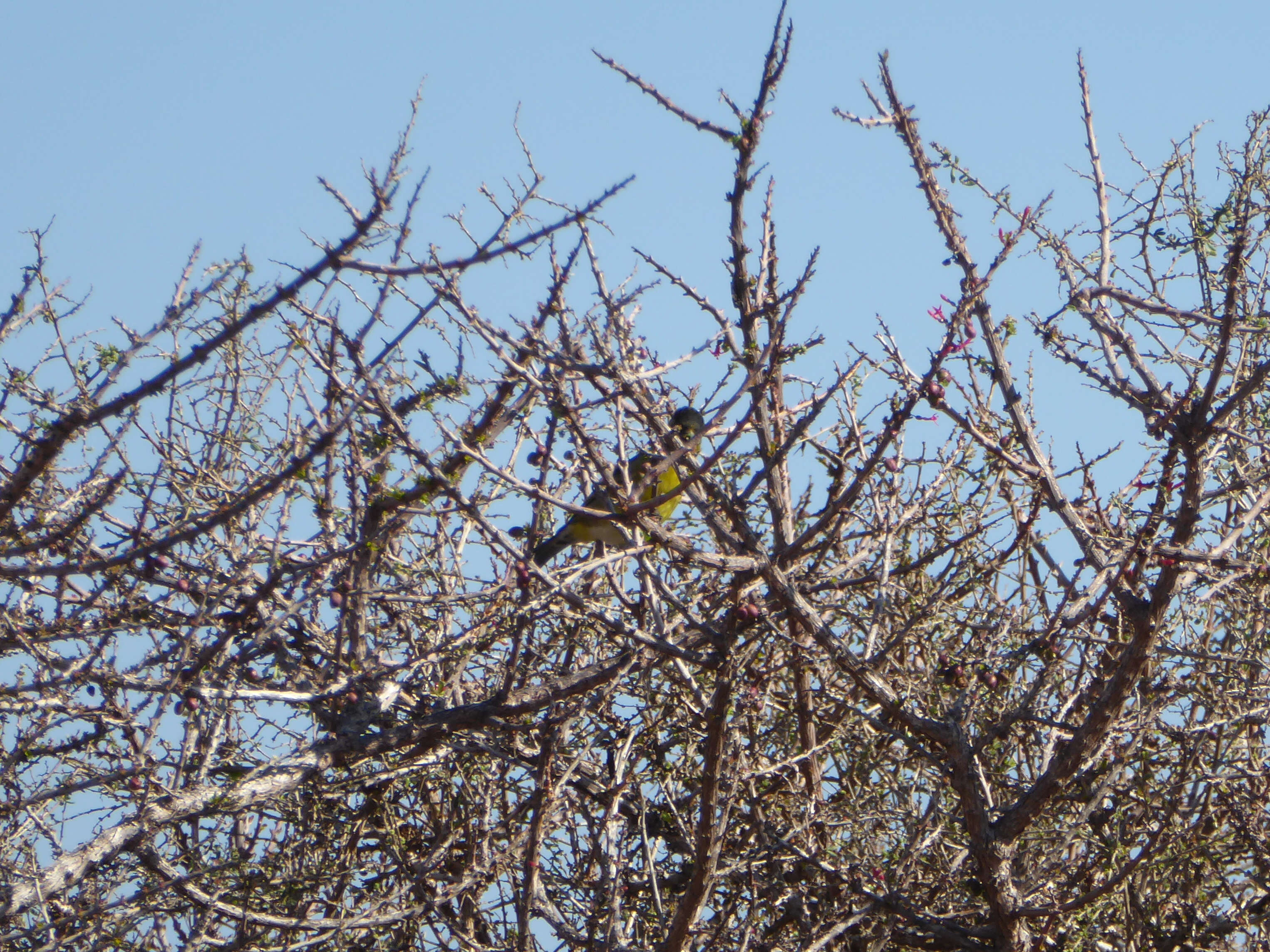 Image of Black-chinned Siskin