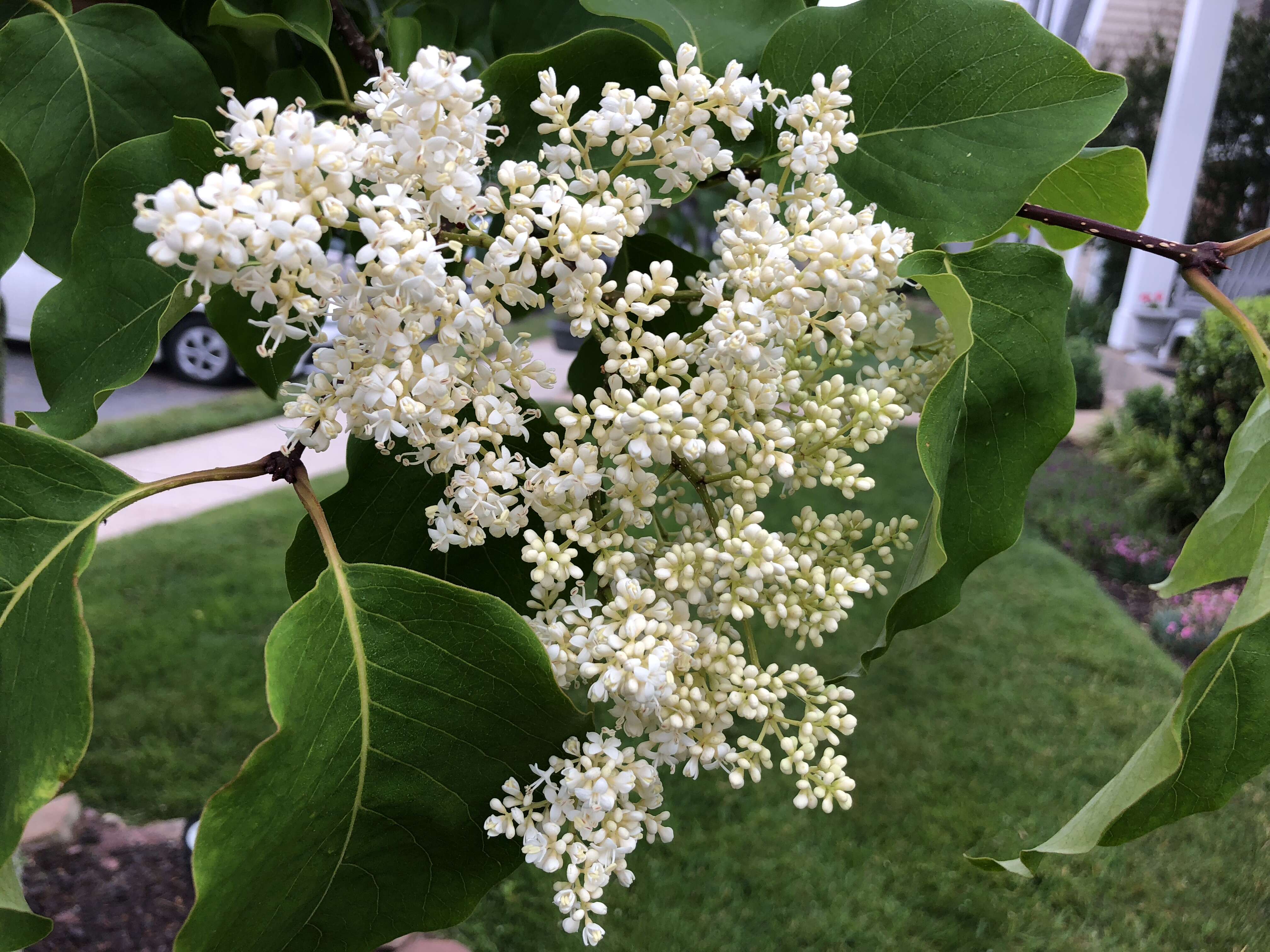 Image of Japanese Tree Lilac