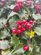 Image of English holly