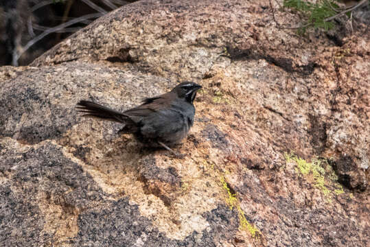 Image of Five-striped Sparrow