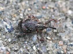 Image of Weevil