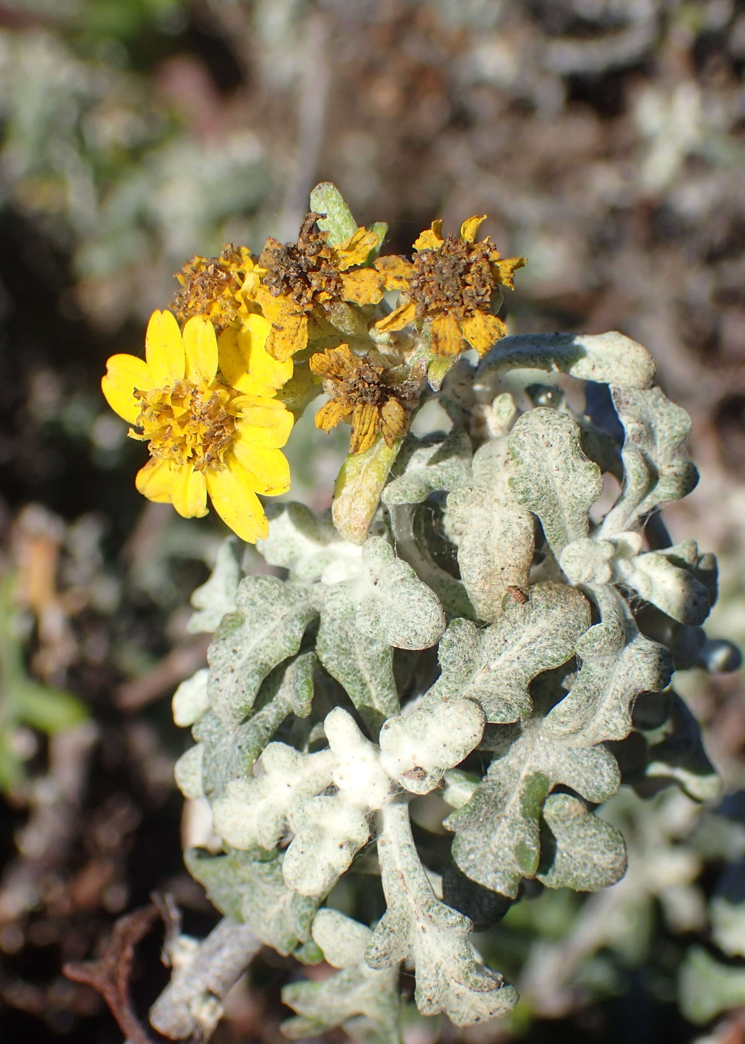 Image of seaside woolly sunflower