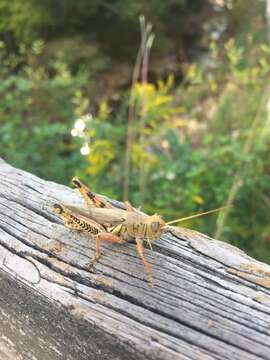 Image of Differential Grasshopper