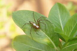 Image of Oxyopes shweta Tikader 1970