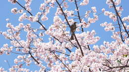 Image of Brown-eared Bulbul