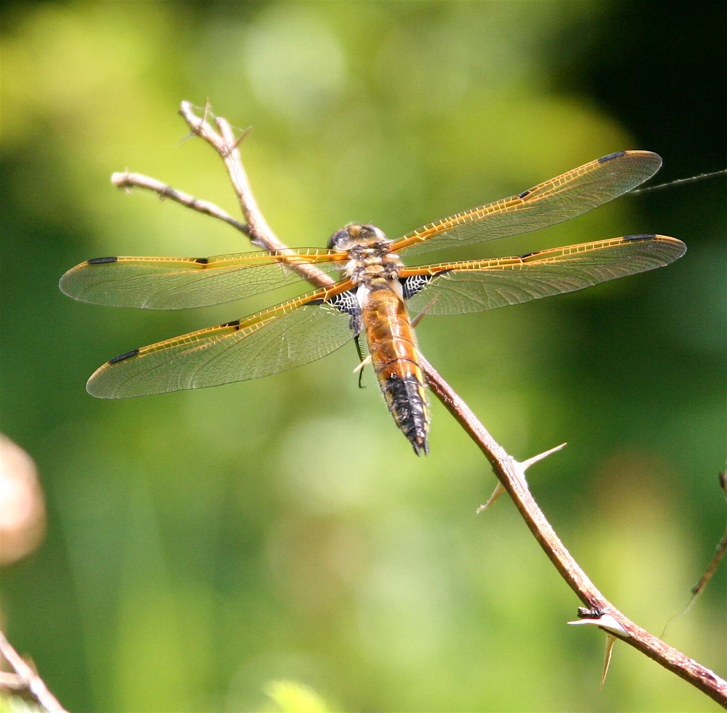 Image of Four-spotted Chaser