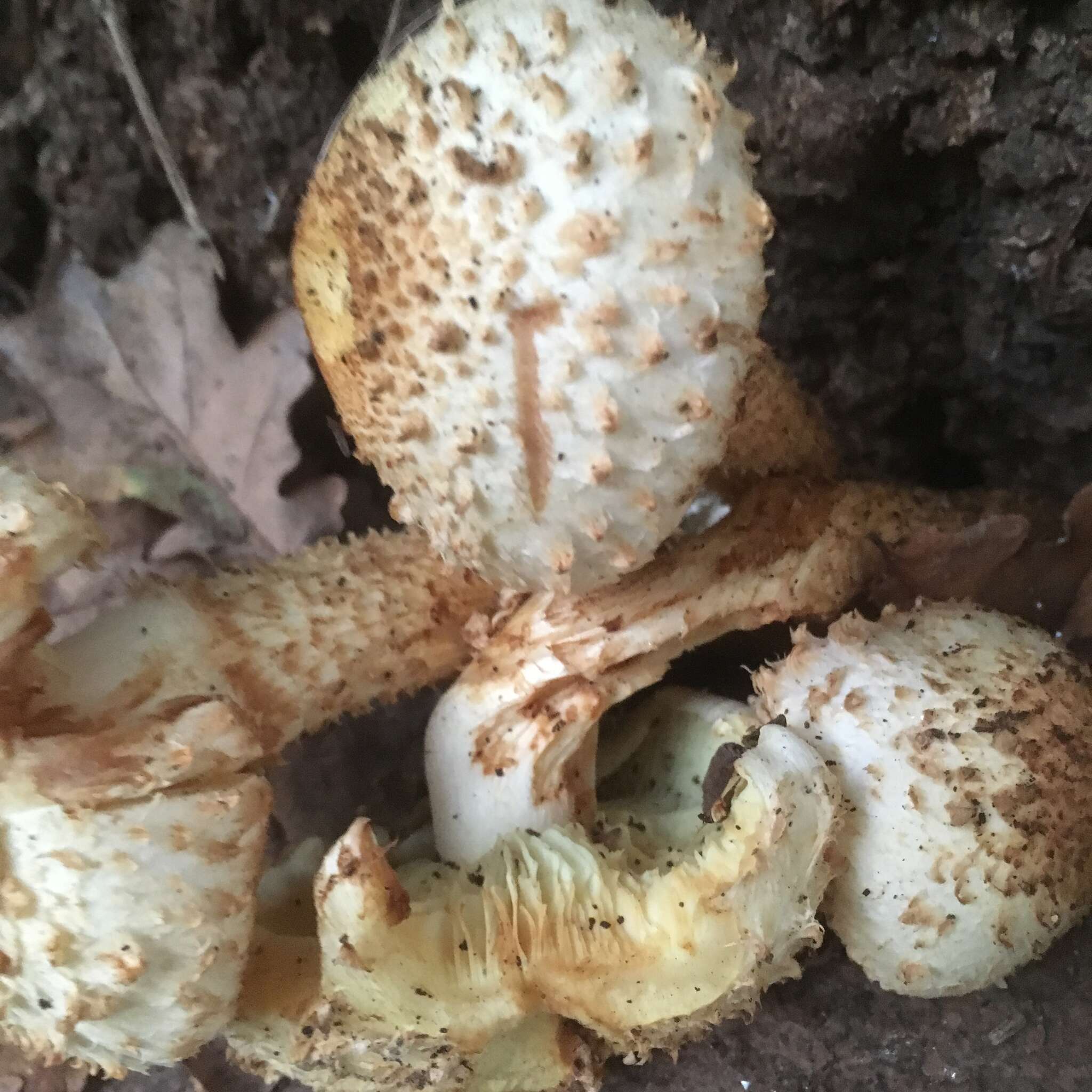 Pholiota squarrosa (Vahl) P. Kumm. 1871 resmi