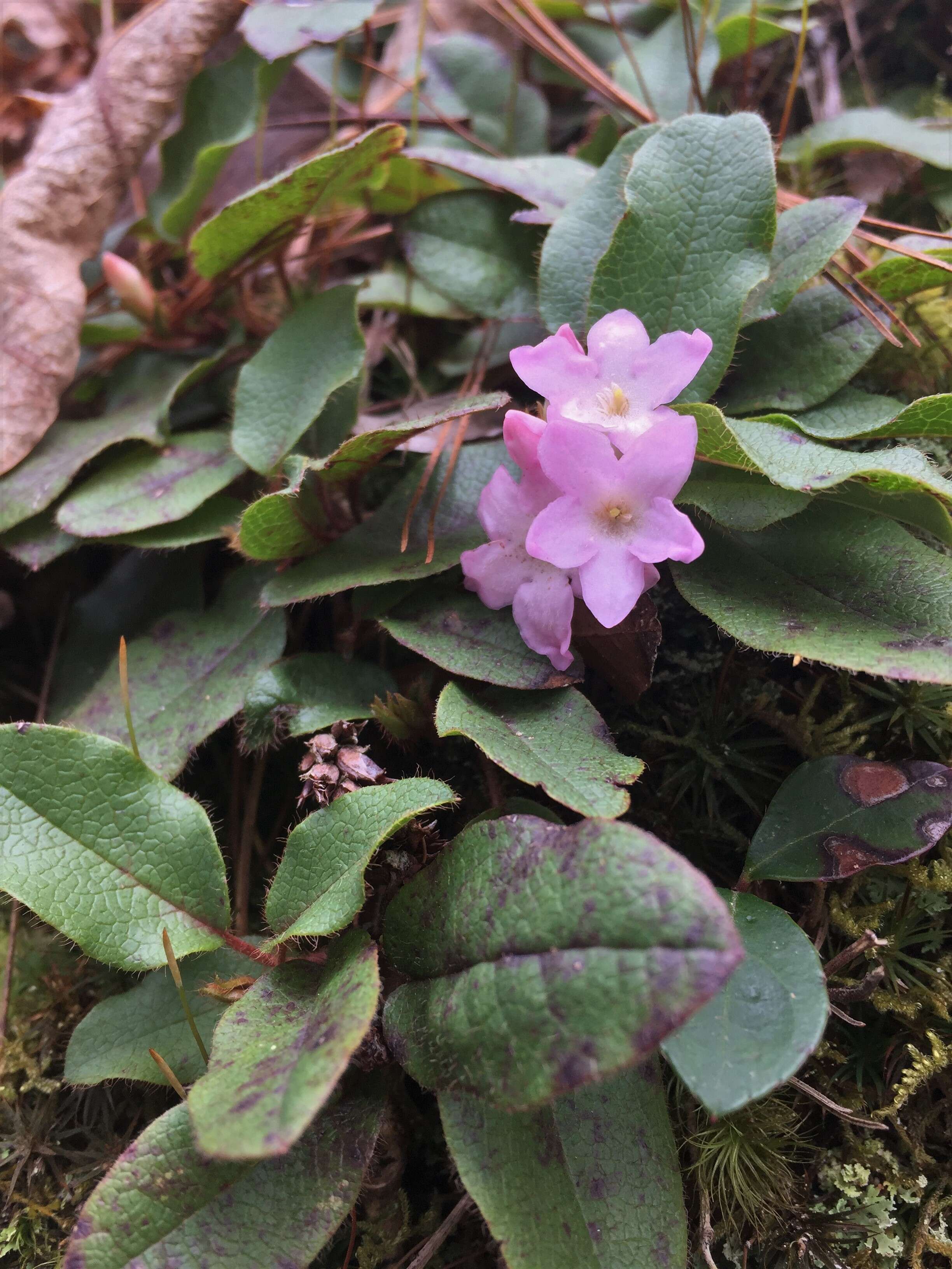 Sivun Epigaea repens L. kuva