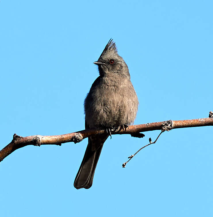 Image of Phainopepla Baird & SF 1858