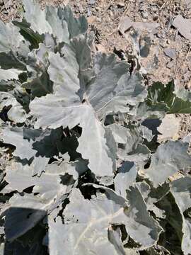 Image of sea kale