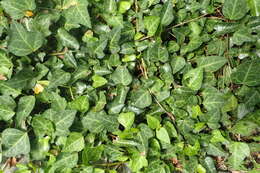 Imagem de Hedera pastuchovii Woronow