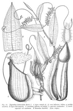 Image of tropical pitcher plants