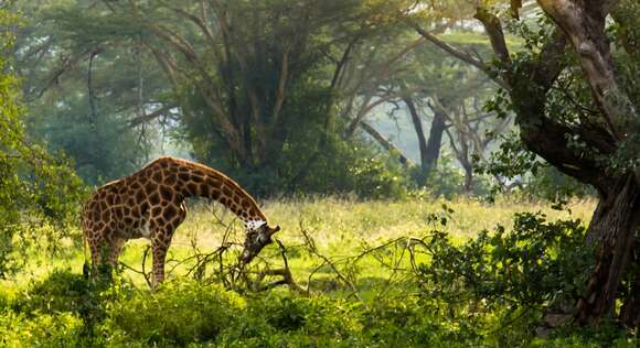 Image of Giraffes