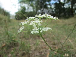 Imagem de Pimpinella saxifraga L.