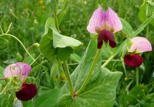 Image of Pisum sativum var. macrocarpum