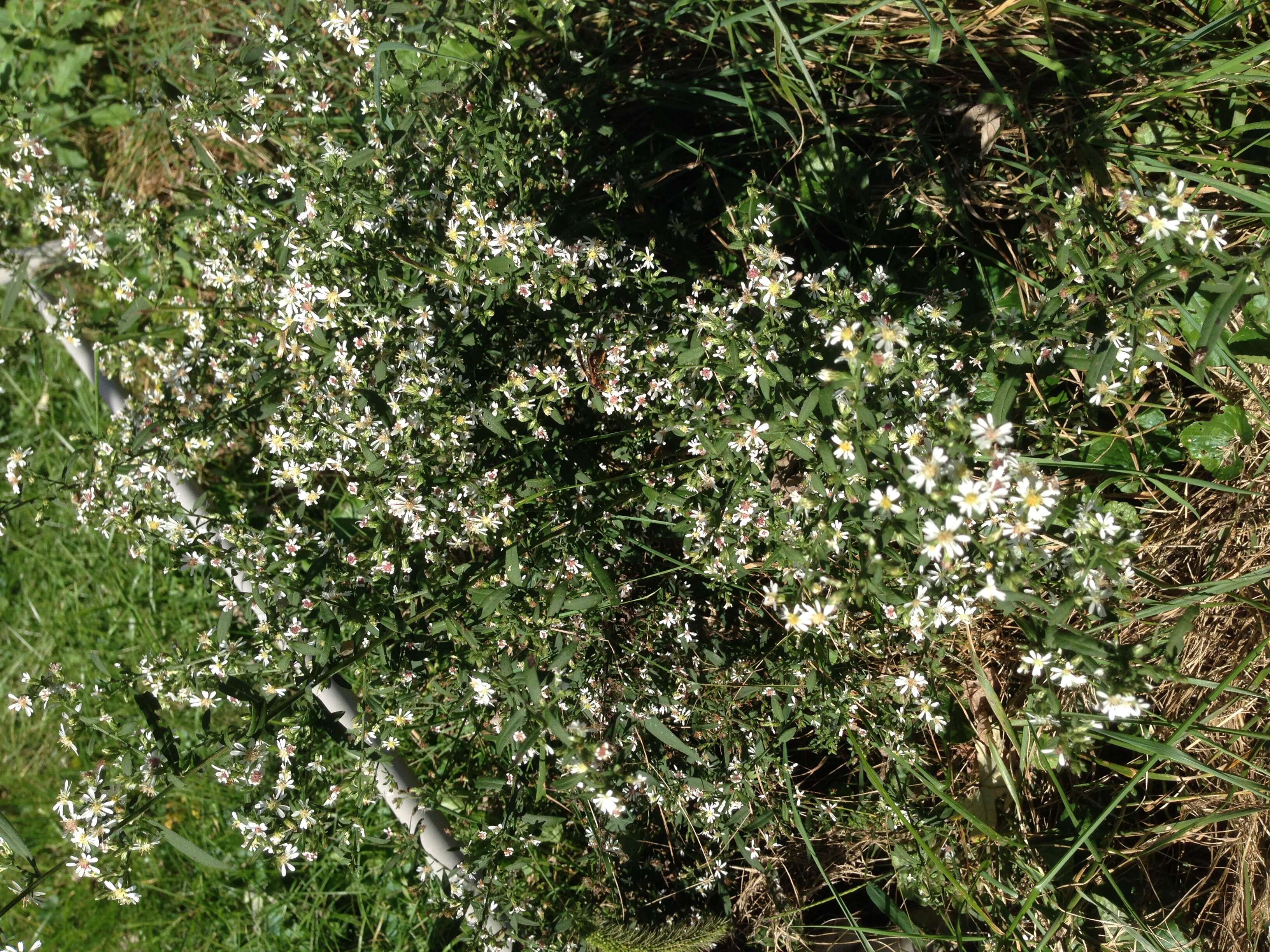 Image of calico aster