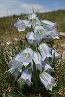 Image of Alpine Bellflower