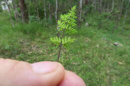 Image of Mulga fern